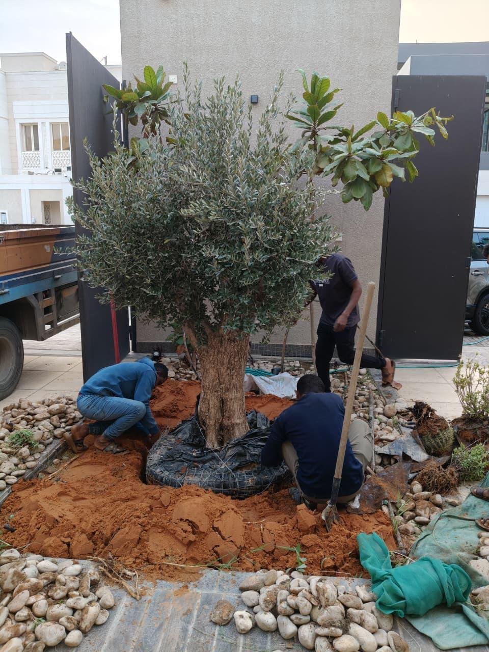 Treevera Greenspace Design